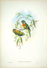 Load image into Gallery viewer, GOULD, John and W. HART. Black-cheeked Perroquet. [[bmid:2006547b]]