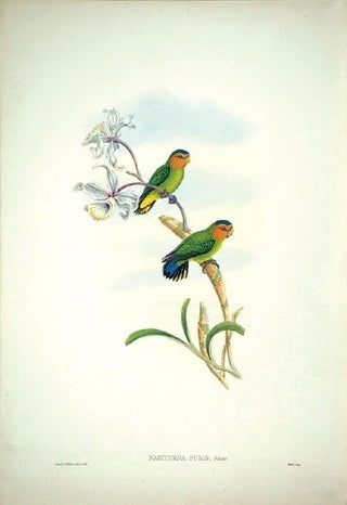 Hart after Gould. Solomon-Island Pygmy Parrot. [[bmid:2006550]]