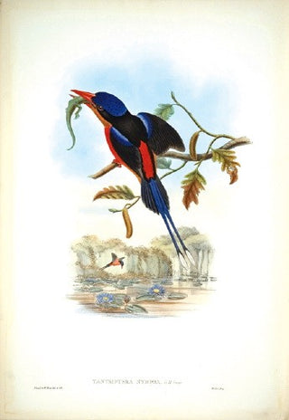 Hart after Gould. Red-breasted Tanysiptera. [[bmid:2006621]]