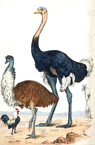 J.B. Emu, Ostrich and Chicken. [[bmid:2006984]]