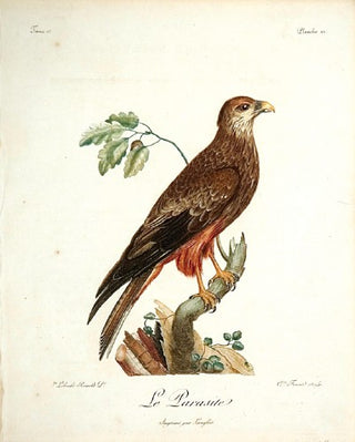 Levaillant. Parasite, pl 22. [[bmid:2007163]]