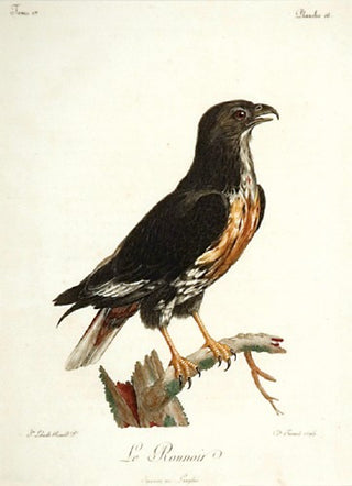 Levaillant. Le Rounoir pl.16. [[bmid:2007233]]