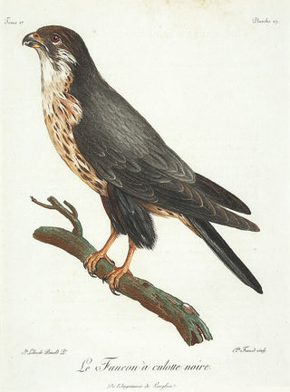 LEVAILLANT, François. Faucon a culotte noir, pl.29. [[bmid:2007234]]
