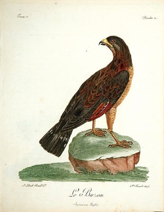 Levaillant. Le Buzon pl 21. [[bmid:2007238]]
