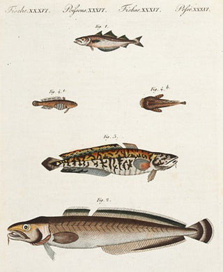 BERTUCH, Friedrich Justin. Pollack, Ling, Burbot and Toad Fish. [[bmid:2007778]]