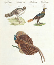 Load image into Gallery viewer, BERTUCH, Friedrich Justin. Peacocks; Asian pheasant.