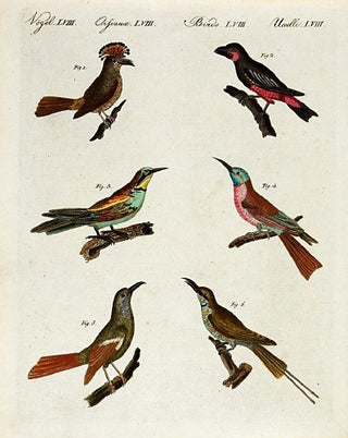 BERTUCH, Friedrich Justin. Birds