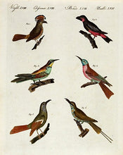 Load image into Gallery viewer, BERTUCH, Friedrich Justin. Birds