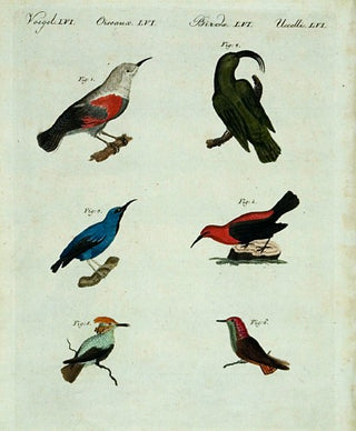 BERTUCH, Friedrich Justin. Birds