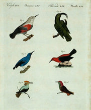 Load image into Gallery viewer, BERTUCH, Friedrich Justin. Birds