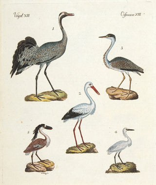 BERTUCH, Friedrich Justin. Heron; Egret.