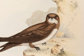 John and Elizabeth Gould. Swift and White-bellied Swift. [[bmid:2008107a]]