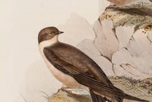 Load image into Gallery viewer, John and Elizabeth Gould. Rock Martin. [[bmid:2008110a]]