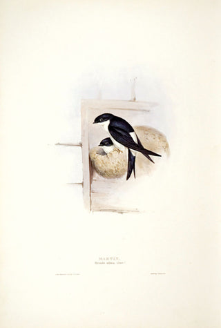 John and Elizabeth Gould. Martin. [[bmid:2008111]]