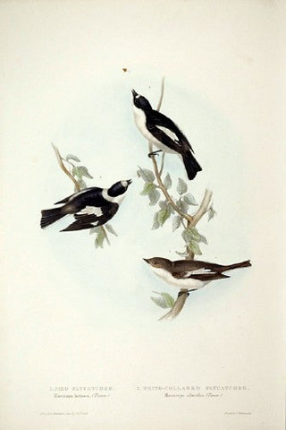 John and Elizabeth Gould. Pied Flycatcher and White-collared Flycatcher. [[bmid:2008117]]