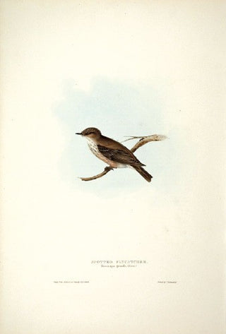 John and Elizabeth Gould. Spotted Flycatcher. [[bmid:2008119]]