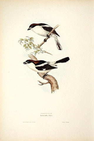 John and Elizabeth Gould. Wood-Chat. [[bmid:2008124]]