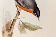 Load image into Gallery viewer, John and Elizabeth Gould. Migratory Ouzel. [[bmid:2008128a]]