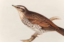 Load image into Gallery viewer, John and Elizabeth Gould. Naumann's Thrush. [[bmid:2008133a]]