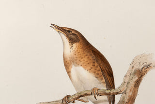 John and Elizabeth Gould. Pallid Thrush [Pale Thrush]. [[bmid:2008134a]]