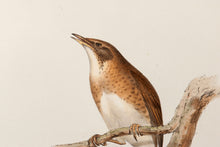 Load image into Gallery viewer, John and Elizabeth Gould. Pallid Thrush [Pale Thrush]. [[bmid:2008134a]]