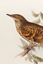 Load image into Gallery viewer, John and Elizabeth Gould. White's Thrush. [[bmid:2008135a]]