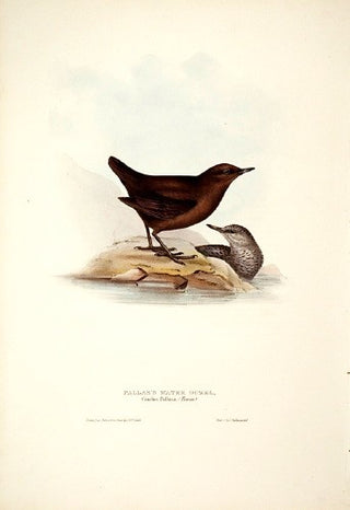 John and Elizabeth Gould. Pallas' Water Ouzel. [[bmid:2008139]]