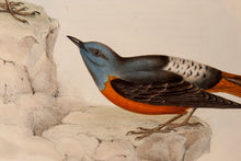 Load image into Gallery viewer, John and Elizabeth Gould. Rock Thrush. [[bmid:2008140a]]