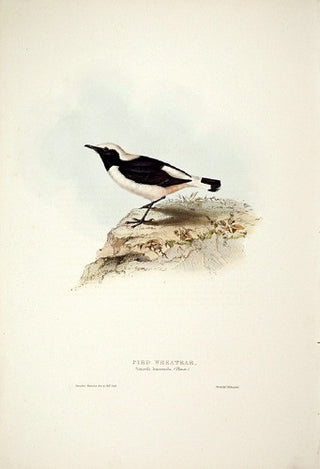 John and Elizabeth Gould. Pied Wheatear. [[bmid:2008143]]