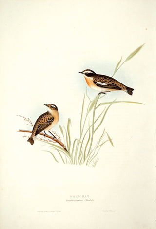 John and Elizabeth Gould. Whinchat. [[bmid:2008147]]