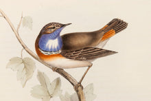 Load image into Gallery viewer, John and Elizabeth Gould. Blue-throated Warbler. [[bmid:2008151a]]