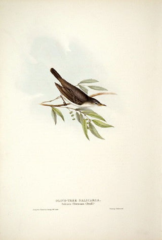 John and Elizabeth Gould. Olive-tree Salicaria. [[bmid:2008161]]
