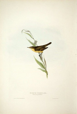 John and Elizabeth Gould. Marsh Warbler. [[bmid:2008163]]