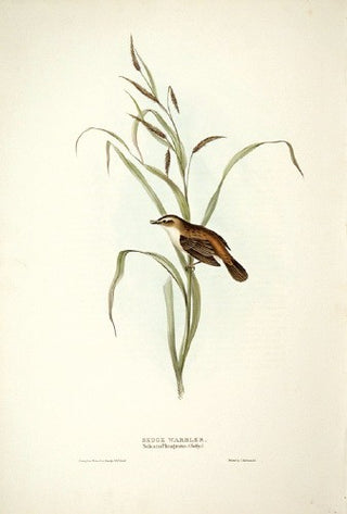 John and Elizabeth Gould. Sedge Warbler. [[bmid:2008164]]