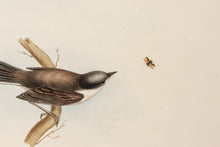 Load image into Gallery viewer, John and Elizabeth Gould. Sardinian Warbler. [[bmid:2008177a]]