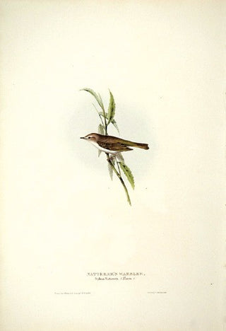 John and Elizabeth Gould. Natterer's Warbler. [[bmid:2008188]]