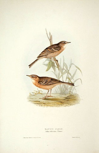 John and Elizabeth Gould. Tawny Pipit. [[bmid:2008191]]