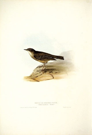 John and Elizabeth Gould. Rock, or Shore Pipit. [[bmid:2008192]]