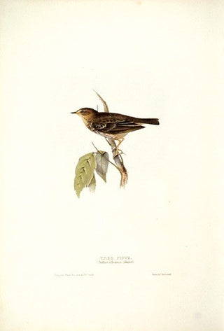 John and Elizabeth Gould. Tree Pipit. [[bmid:2008193]]