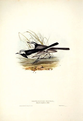 John and Elizabeth Gould. White-winged Wagtail. [[bmid:2008196]]
