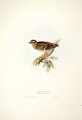 John and Elizabeth Gould. Wood Lark. [[bmid:2008221]]
