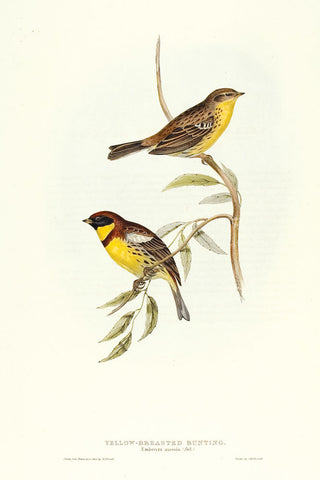 John and Elizabeth Gould. Yellow-breasted Bunting. [[bmid:2008228]]