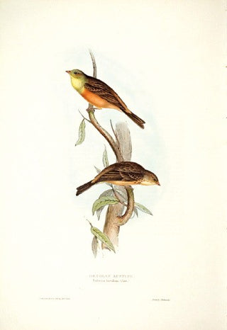 John and Elizabeth Gould. Ortolan Bunting. [[bmid:2008230]]