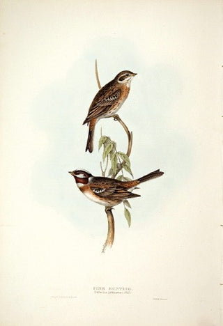 John and Elizabeth Gould. Pine Bunting. [[bmid:2008234]]