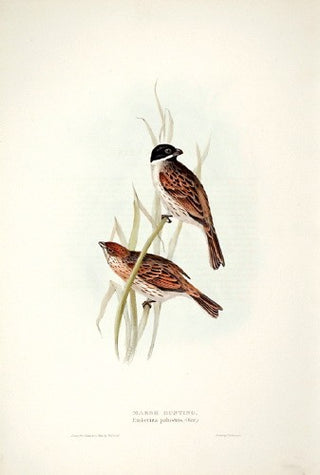 John and Elizabeth Gould. Marsh Bunting. [[bmid:2008236]]