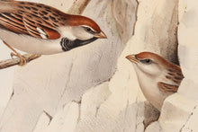 Load image into Gallery viewer, John and Elizabeth Gould. Spanish Sparrow and Alpine Sparrow. [[bmid:2008239a]]