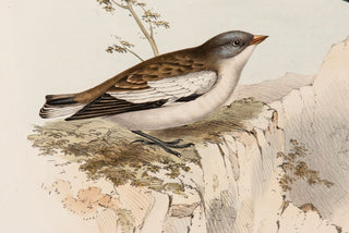 John and Elizabeth Gould. Snow Finch. [[bmid:2008243a]]