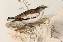Load image into Gallery viewer, John and Elizabeth Gould. Snow Finch. [[bmid:2008243a]]