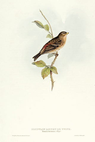 John and Elizabeth Gould. Mountain Linnet, or Twite. [[bmid:2008246]]