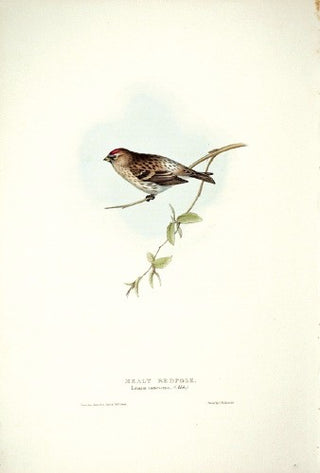 John and Elizabeth Gould. Mealy Redpole. [[bmid:2008247]]